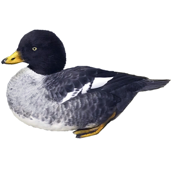 Goldeneye Duck